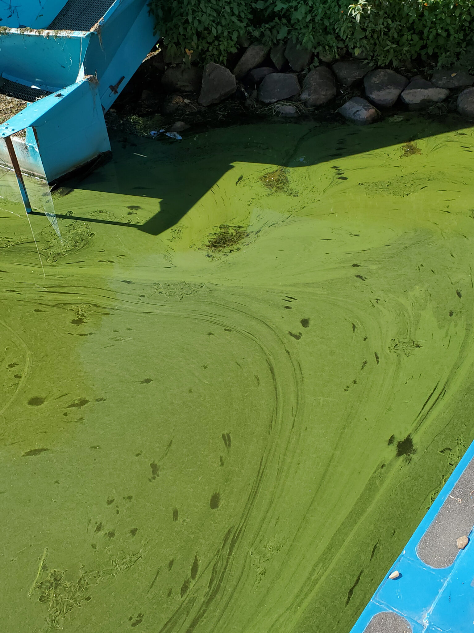 Algae and Harmful Algal Blooms (HABs) in the Conewango Watershed ...